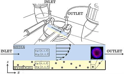 A Systematically Reduced Mathematical Model for Organoid Expansion